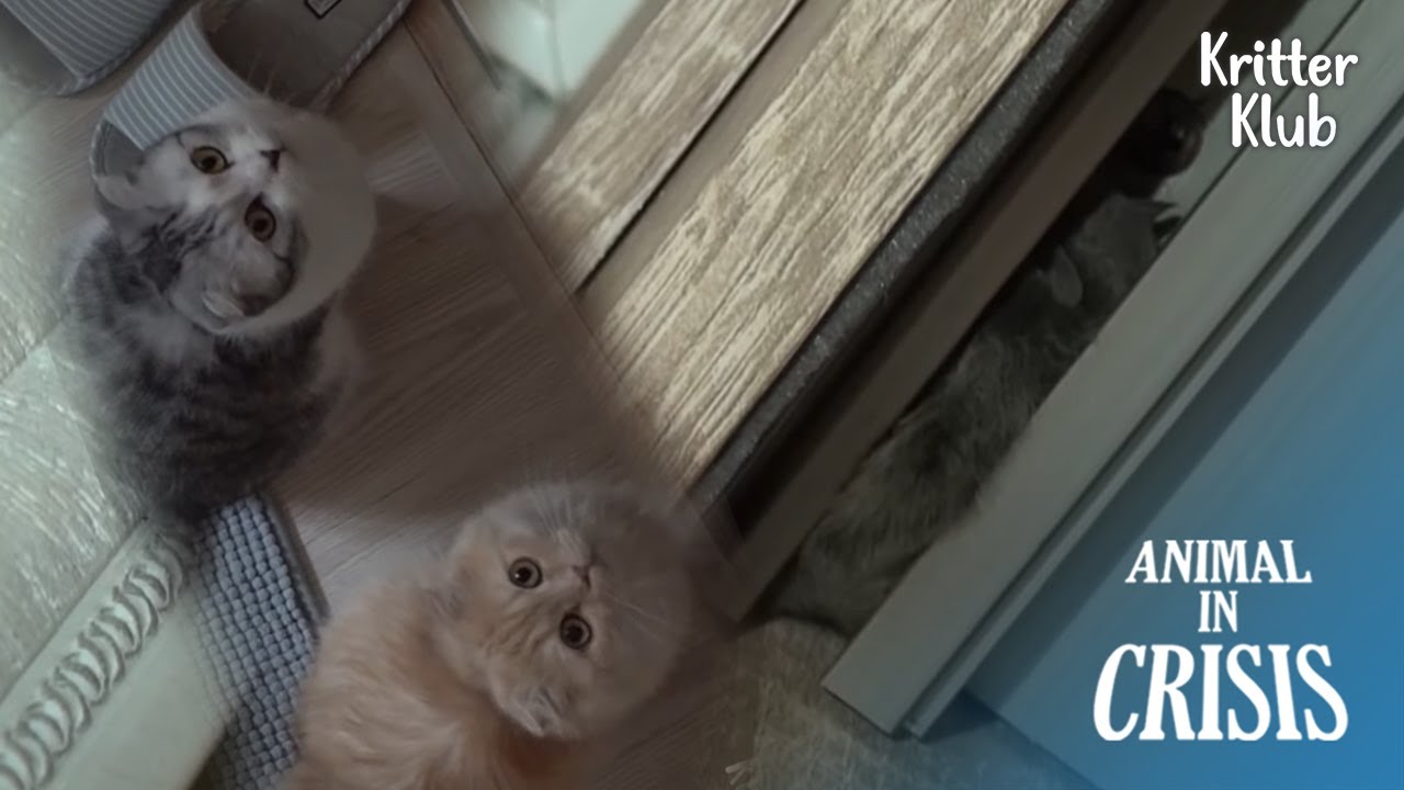Призрак в доме?: Кошки знают ответ👻 | Животное в кризисе, серия 313