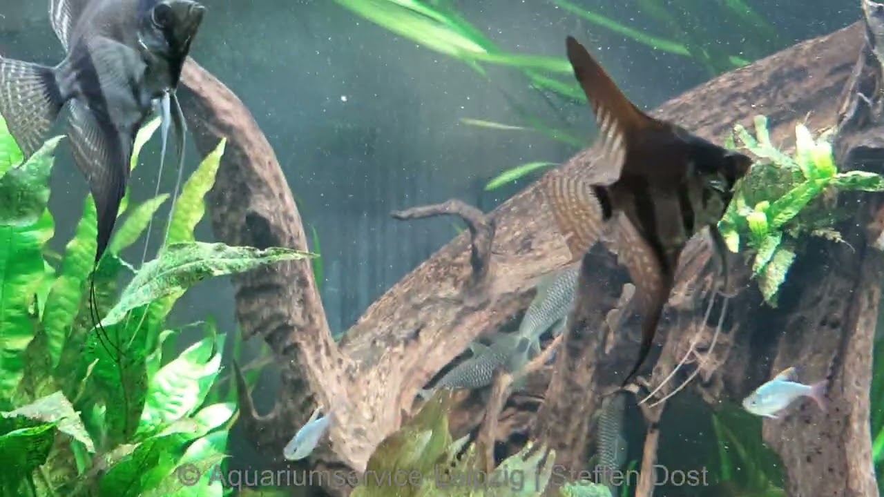 Skalare im 1200 Liter S&uuml;damerika-Aquarium, Kundenbecken in Brandis | Aquariumservice-Leipzig