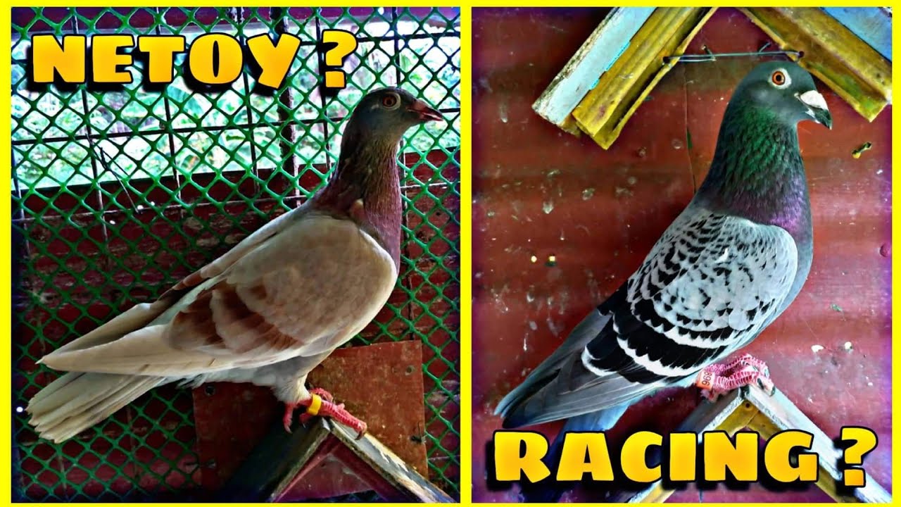 NETOY O RACING NA KALAPATI? - NATIVE OR RACING PIGEON 🤔
