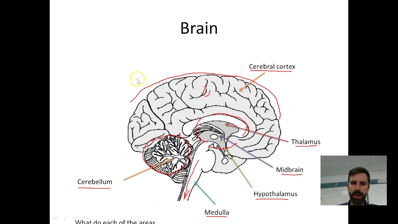 Year 9 Science - Brain overview