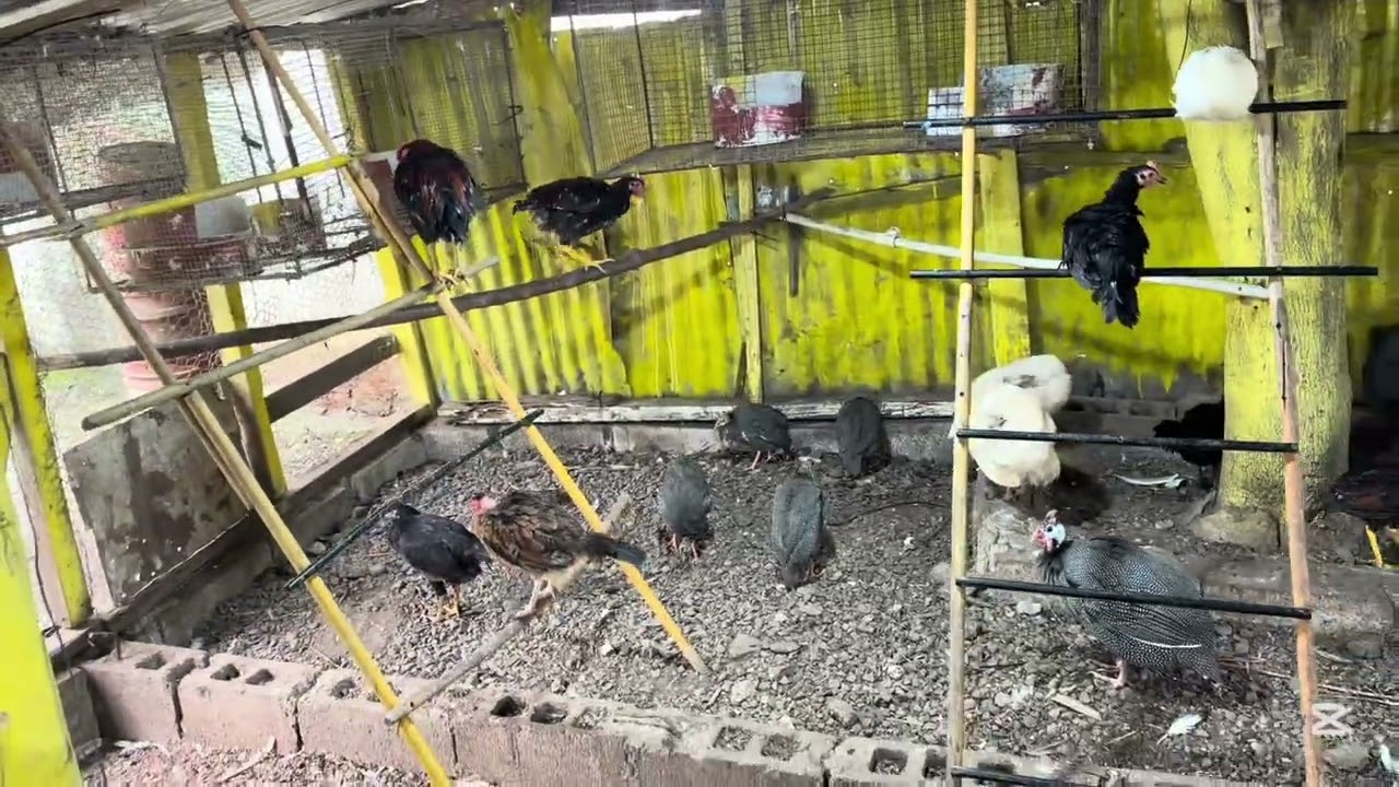 Una vuelta por mis animales 🐓 🦃 🦆 🕊️ 🐇 