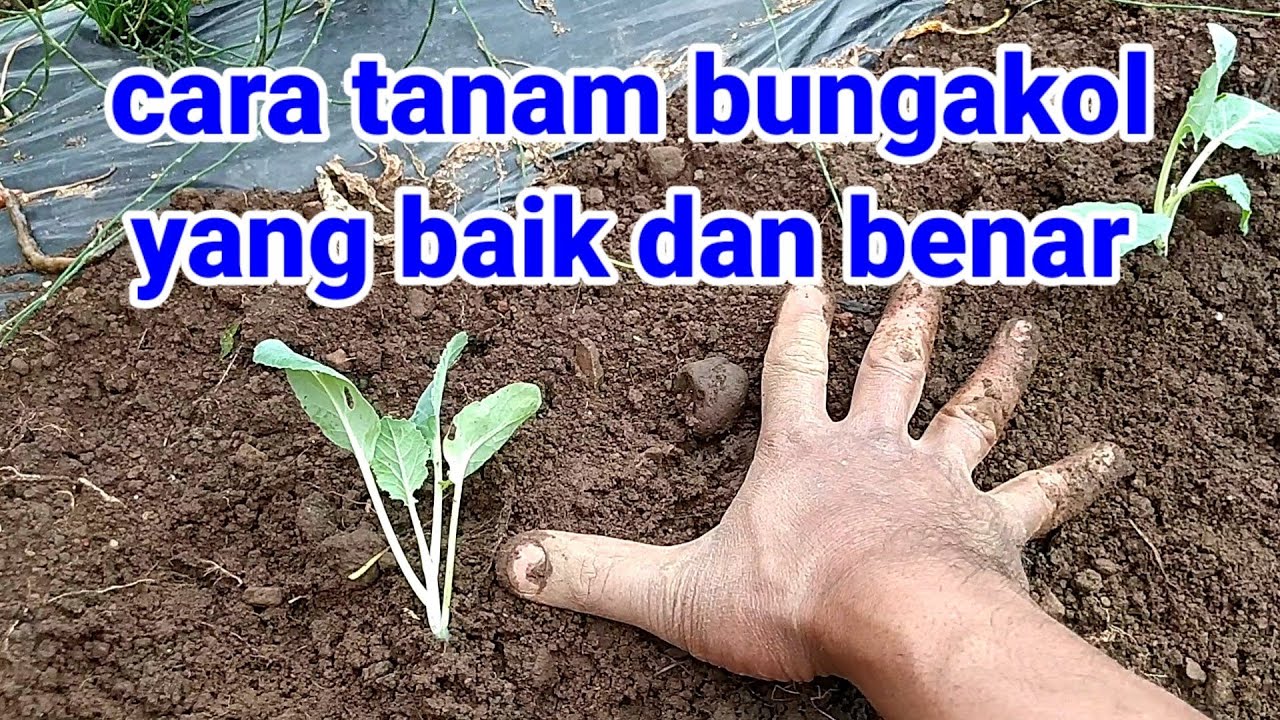 cara menanam bunga kol