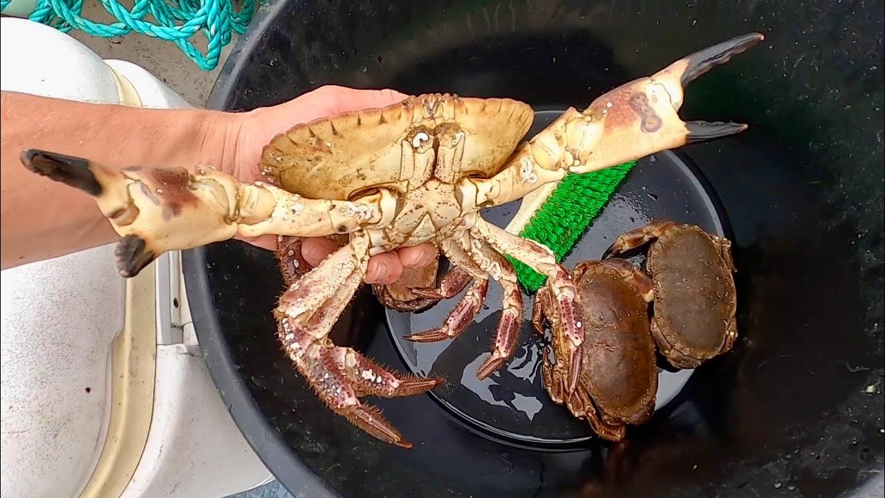 CRAB Day in the Lobster Pots - Catch & Cook Chancre Crab 