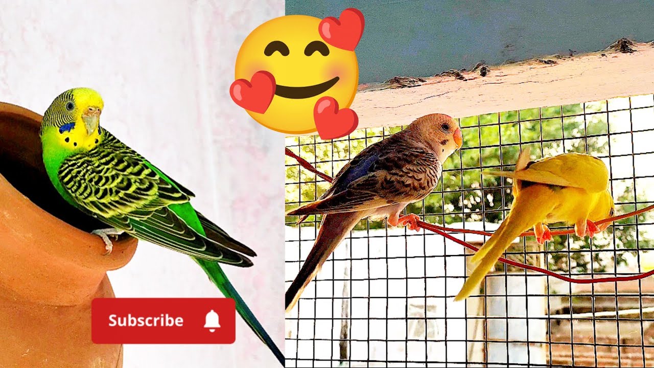 Aaj Bajjis Parrot Ko Master Cage Me Shift Kar Diya @thepetsplanet1 
