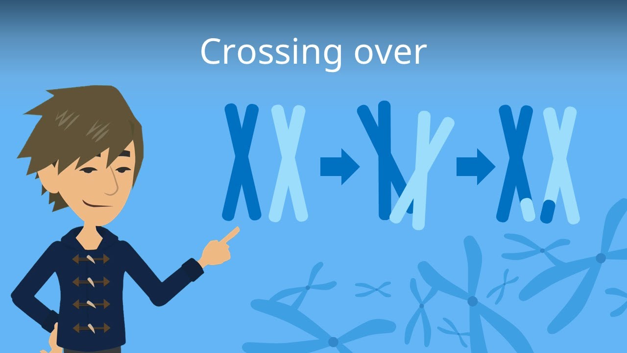 Crossing Over Biologie, Genetik