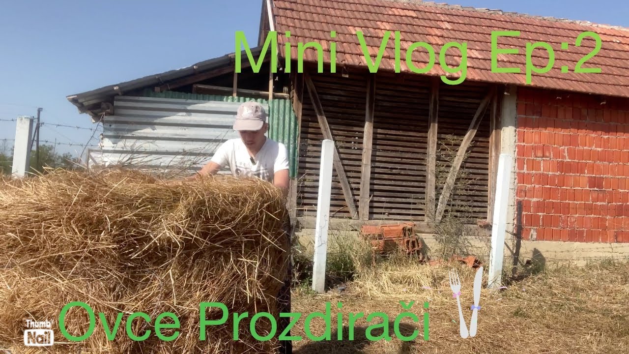 Mini vlog Ep:2 S:1  Ovce  Proždrljivci (pustanje ovaca)