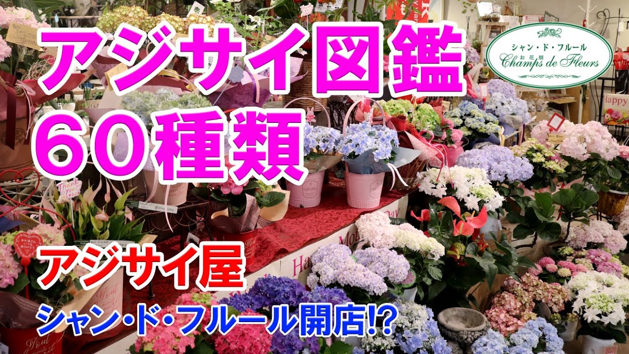 【ご紹介】アジサイ図鑑 60種類♪【アジサイ屋 シャン・ド・フルール開店!?】