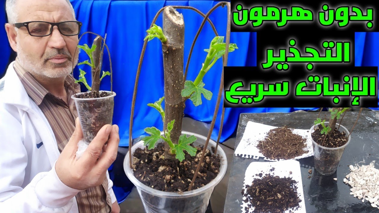 طريقة زراعة و تجذير عقل التين و عقل الرمان بدون هرمون التجذير