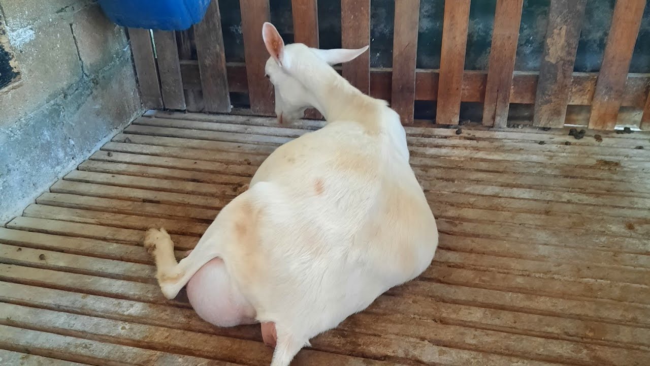 floquinha maran de 12 meses parindo.