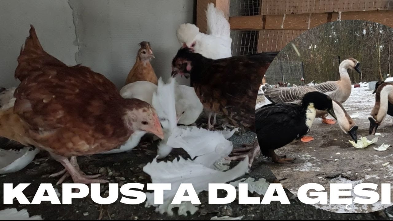 Kurczaki na dachu