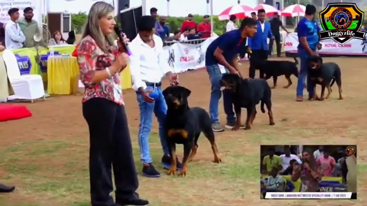 Pune City Canine Association Dog Show | Rottweiler Speciality | Doggyzlife