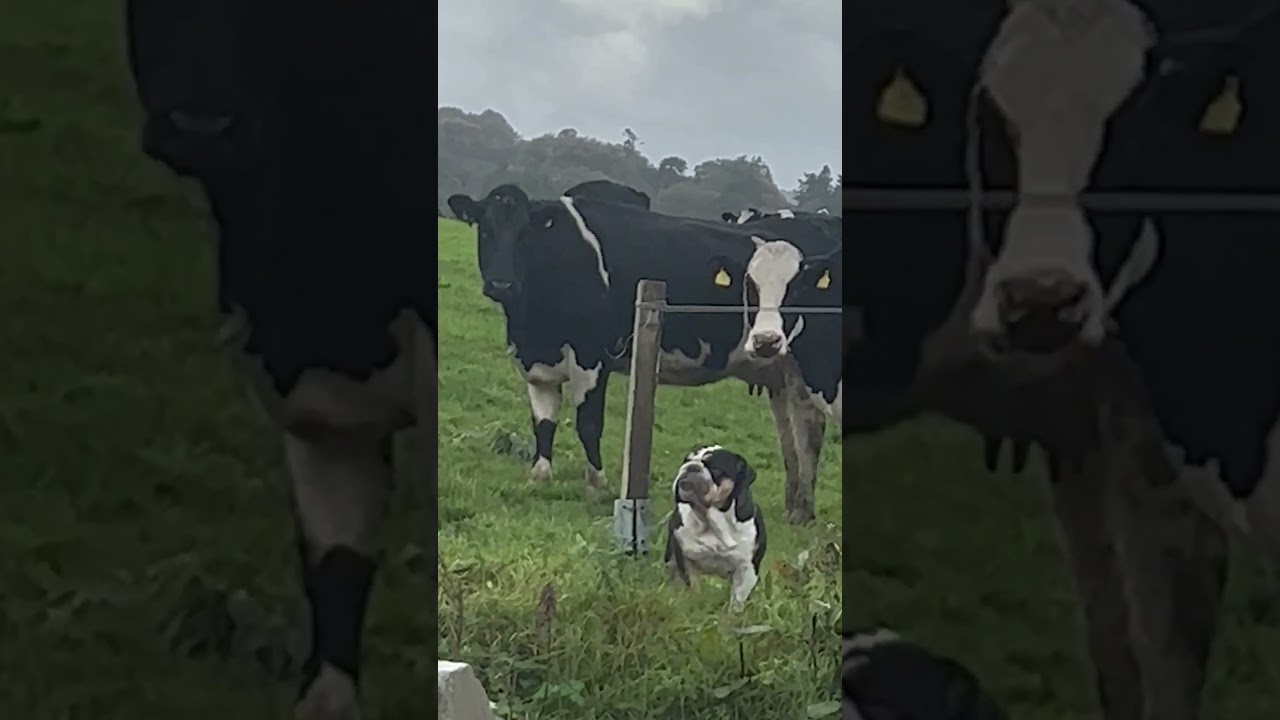 Lola, buldog, myśli, że jest krową! 🐮🐶