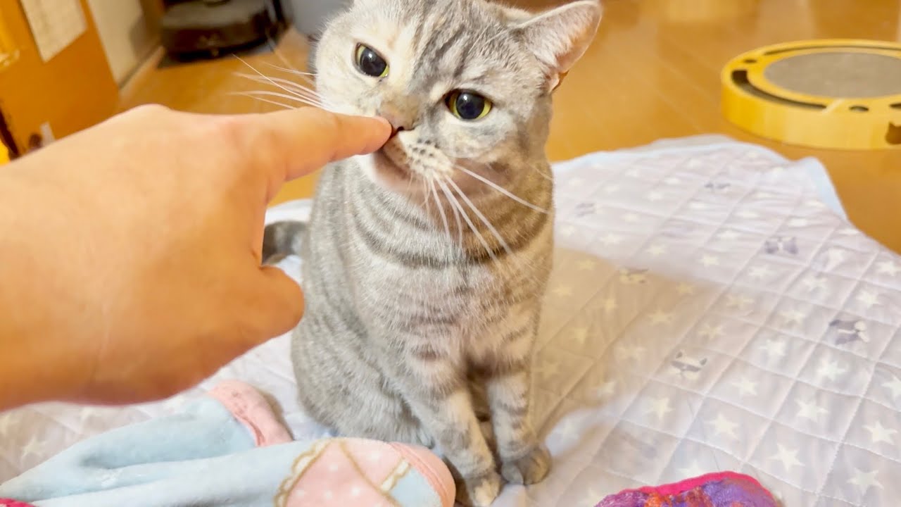 今夜はたっぷり『おてんば姫ぎんちゃん』