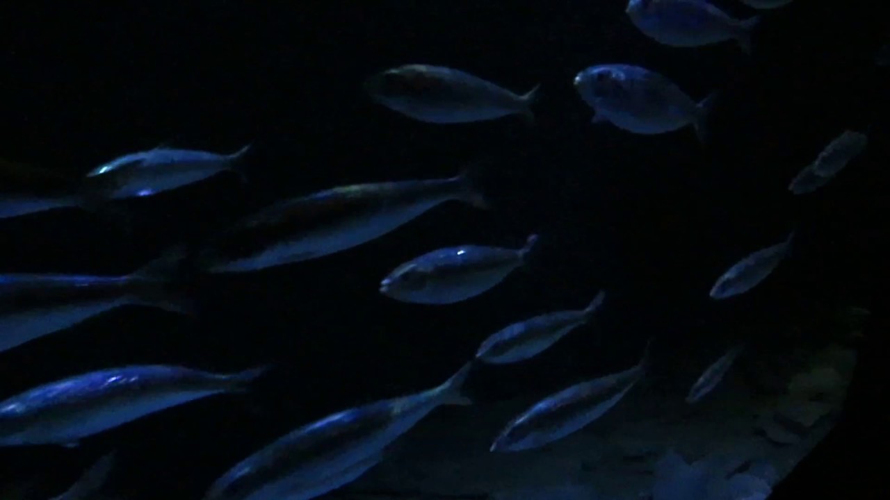 Sardinhas (Sardina pilchardus) no Ocean&aacute;rio