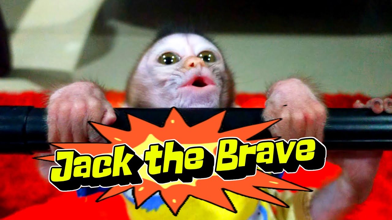 jack the brave .#viral #trending #viralvideo #viralvideos #trendingvideo