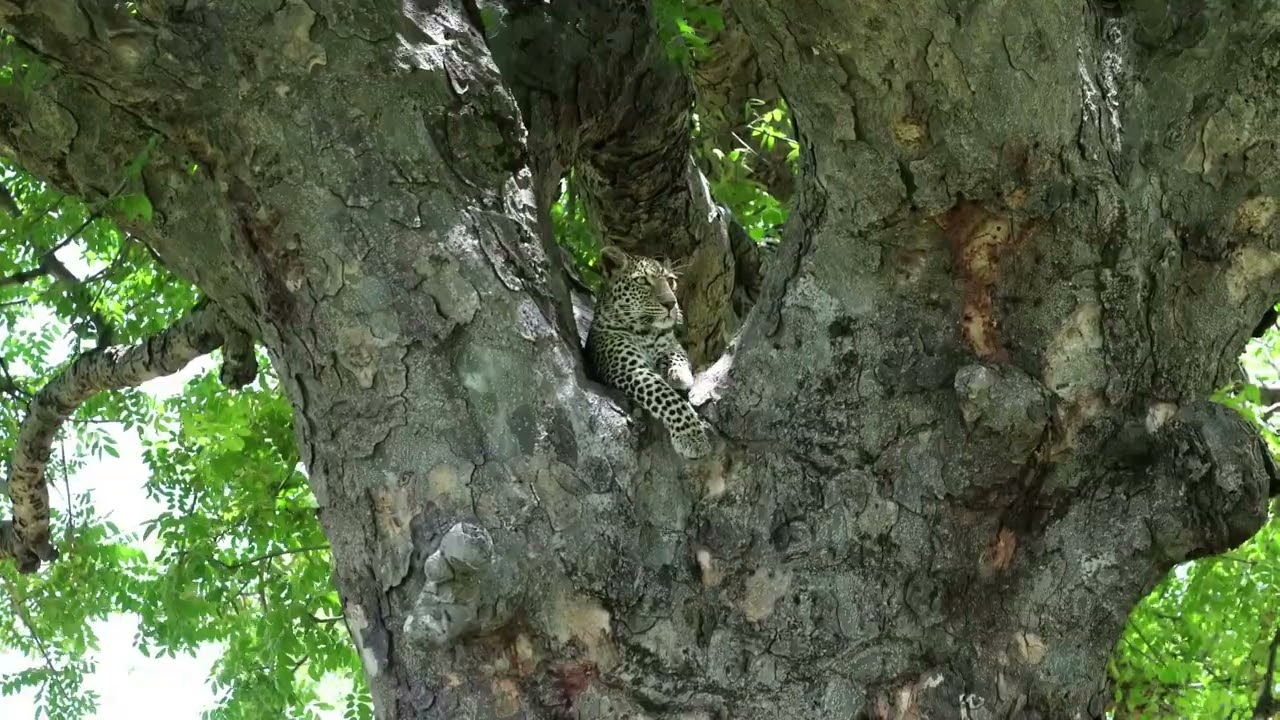 Tanzania Mammals Nyerere NP and Ruaha NP jan 2026