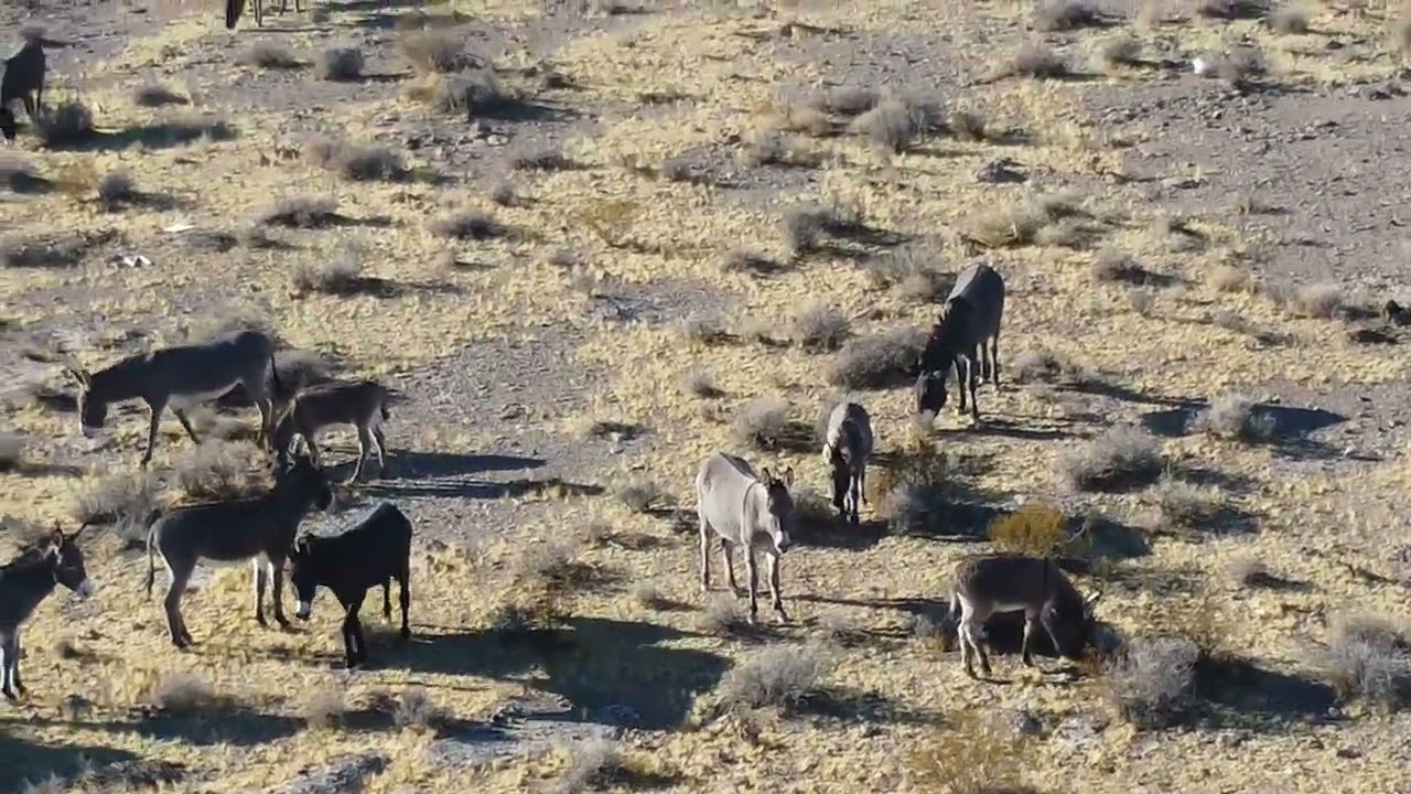 Wild donkey in Nevada!!