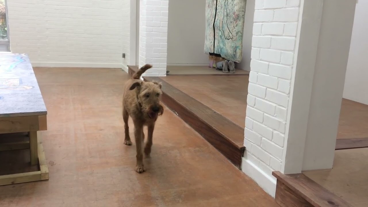 Performances for Pets Compilation