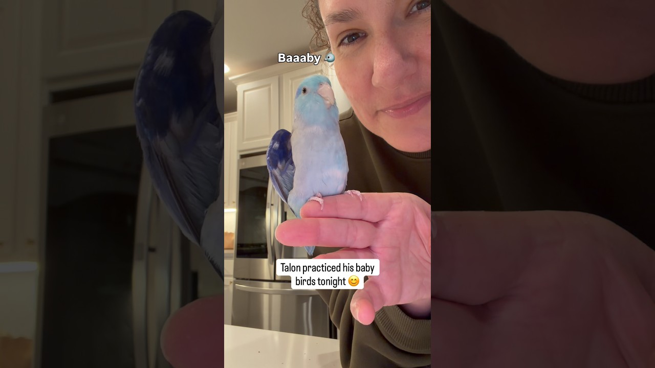 Self affirming king 😂 #talon #parrotlet #birds