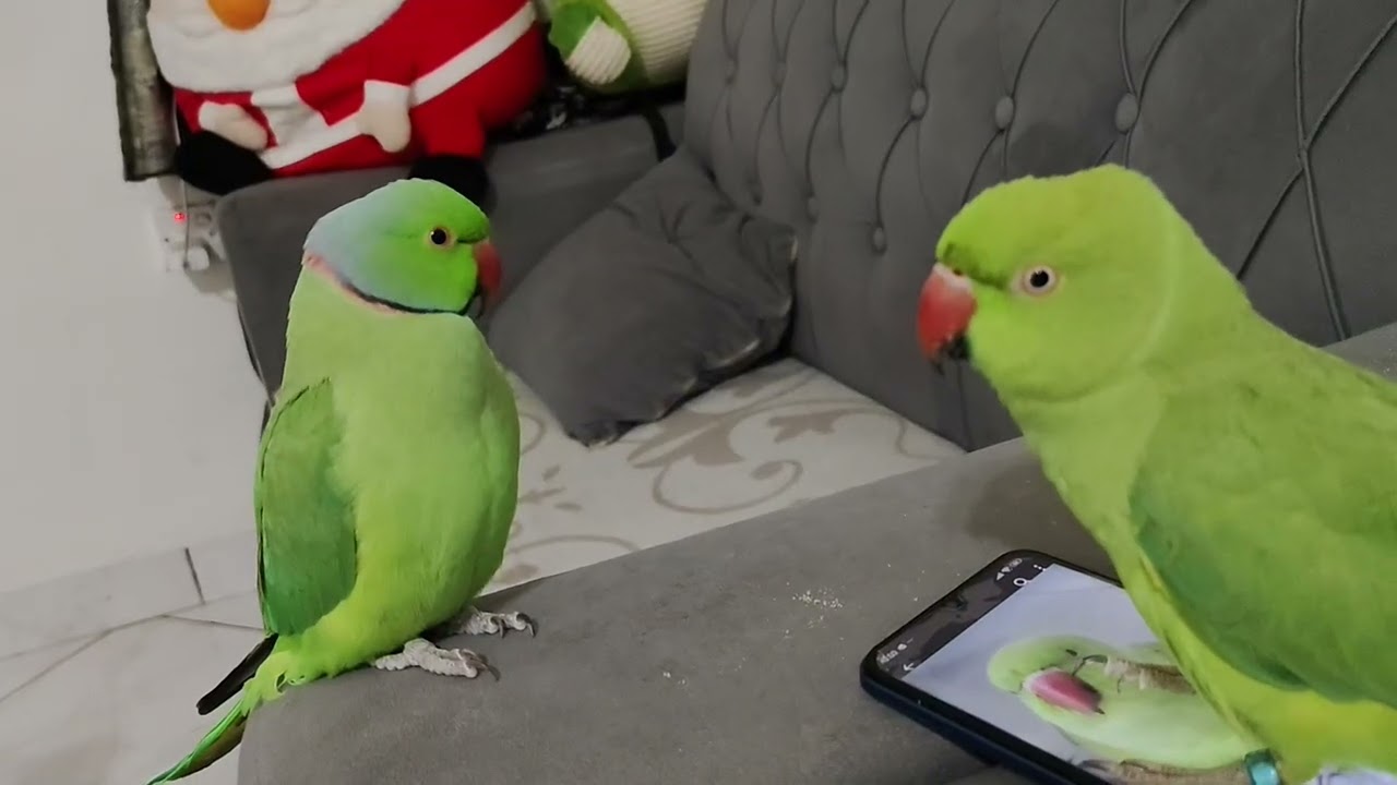 Parrots world #parrot #talkingparot #funnyanimals #birds #angry parrots