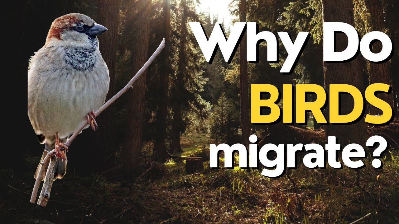 Why Do Birds Migrate? Exploring the Fascinating World of Bird Migration