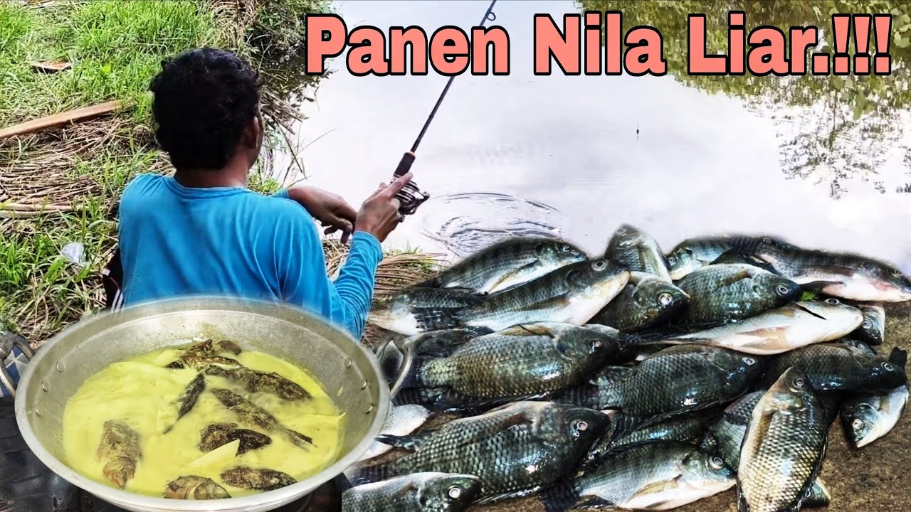 Bikin takjub spot ini dihuni ikan nila, straik tanpa jeda