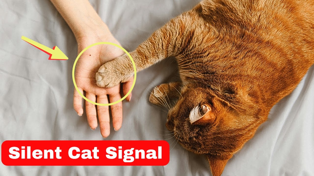 What Does It Mean When Your Cat Places Its Paw on You