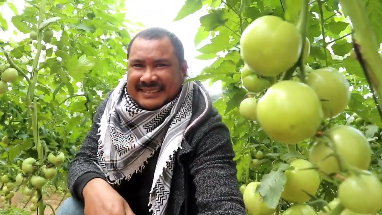 BANG ONIM DI KEBUN TOMAT GAZA CITY, FRESH BANGAT
