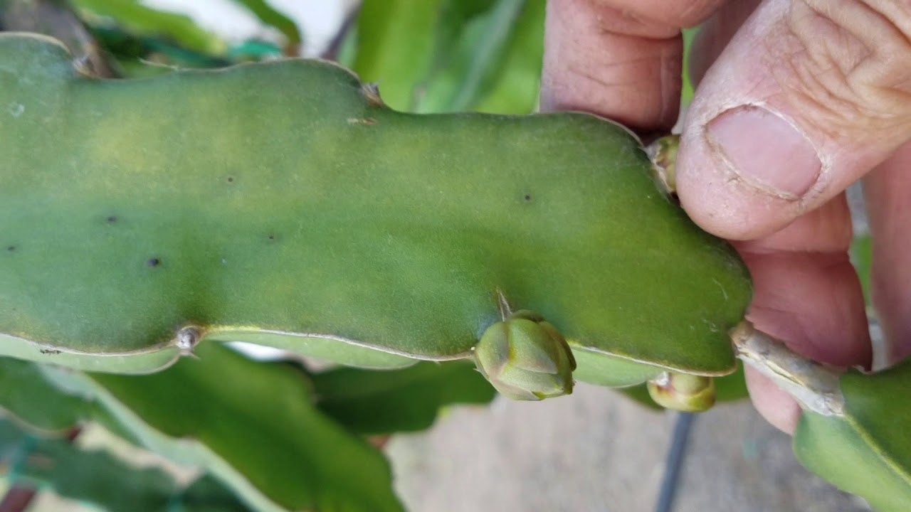 Dragonfruit thinning