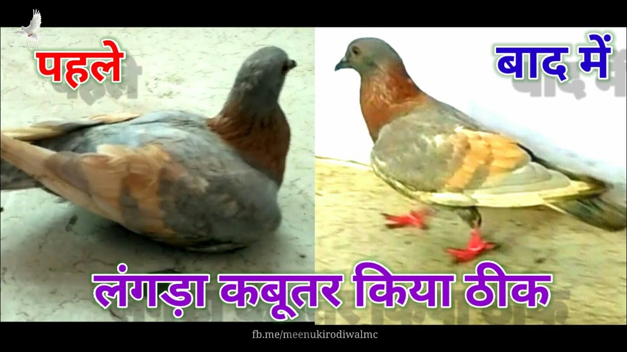 कबूतर के पैरों का किया इलाज | Treatment of Pigeon's Legs | Meenu Kirodiwal 🕊🕊