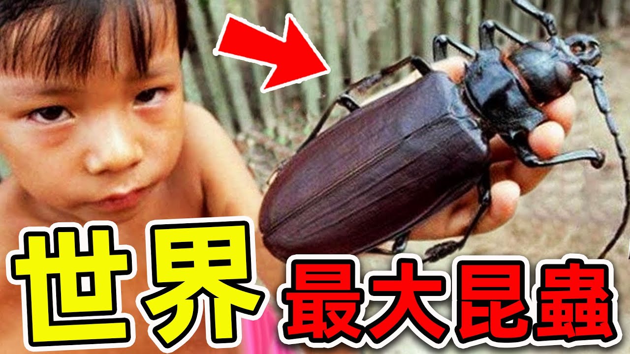 全世界最大的10種昆蟲！巨型蟑螂竟然真實存在，第一名連獅子都能輕易殺死，看見趕緊跑。|#世界之最top #世界之最 #出類拔萃 #腦洞大開 #top10 #最大昆蟲
