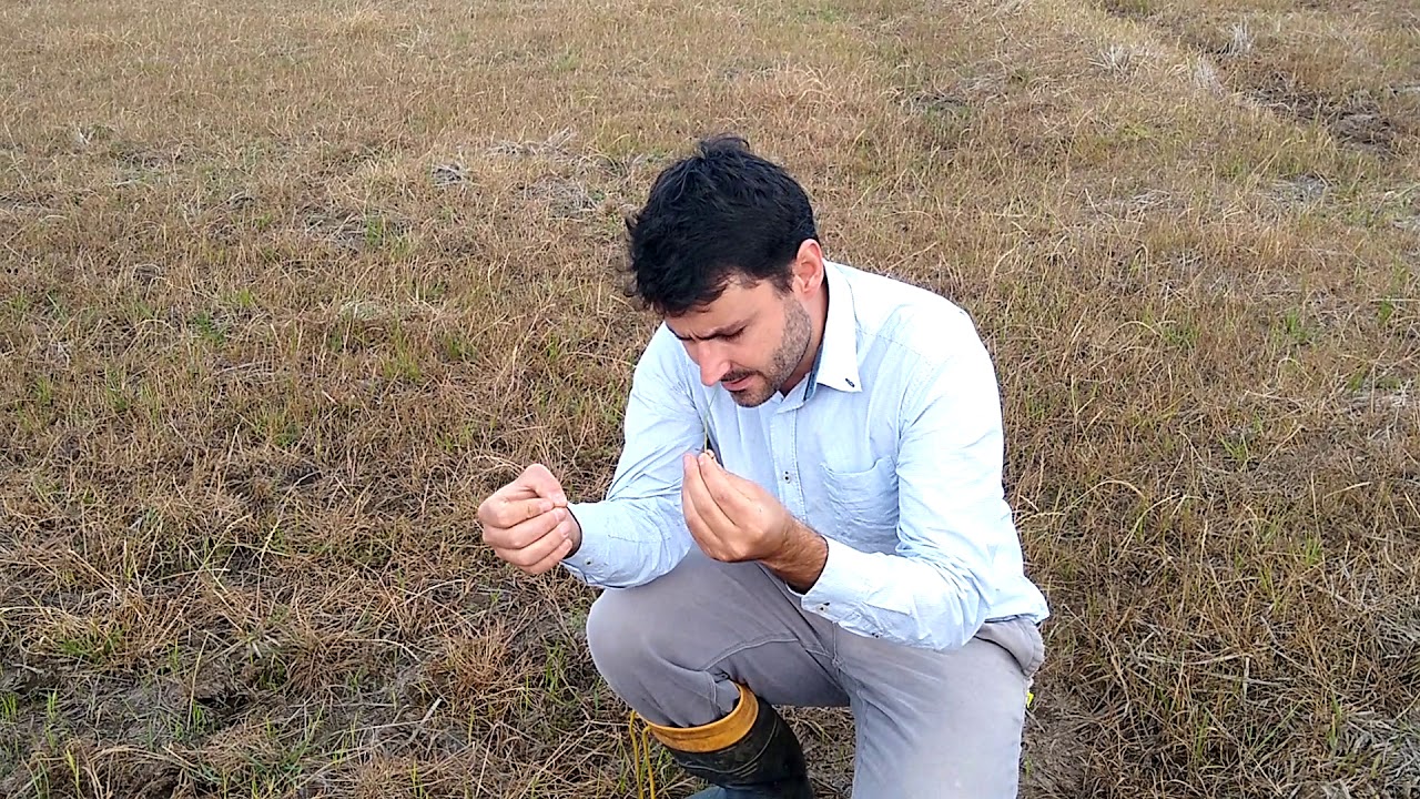 V&iacute;deo de Campo - Manejo de plantas daninhas do arroz irrigado