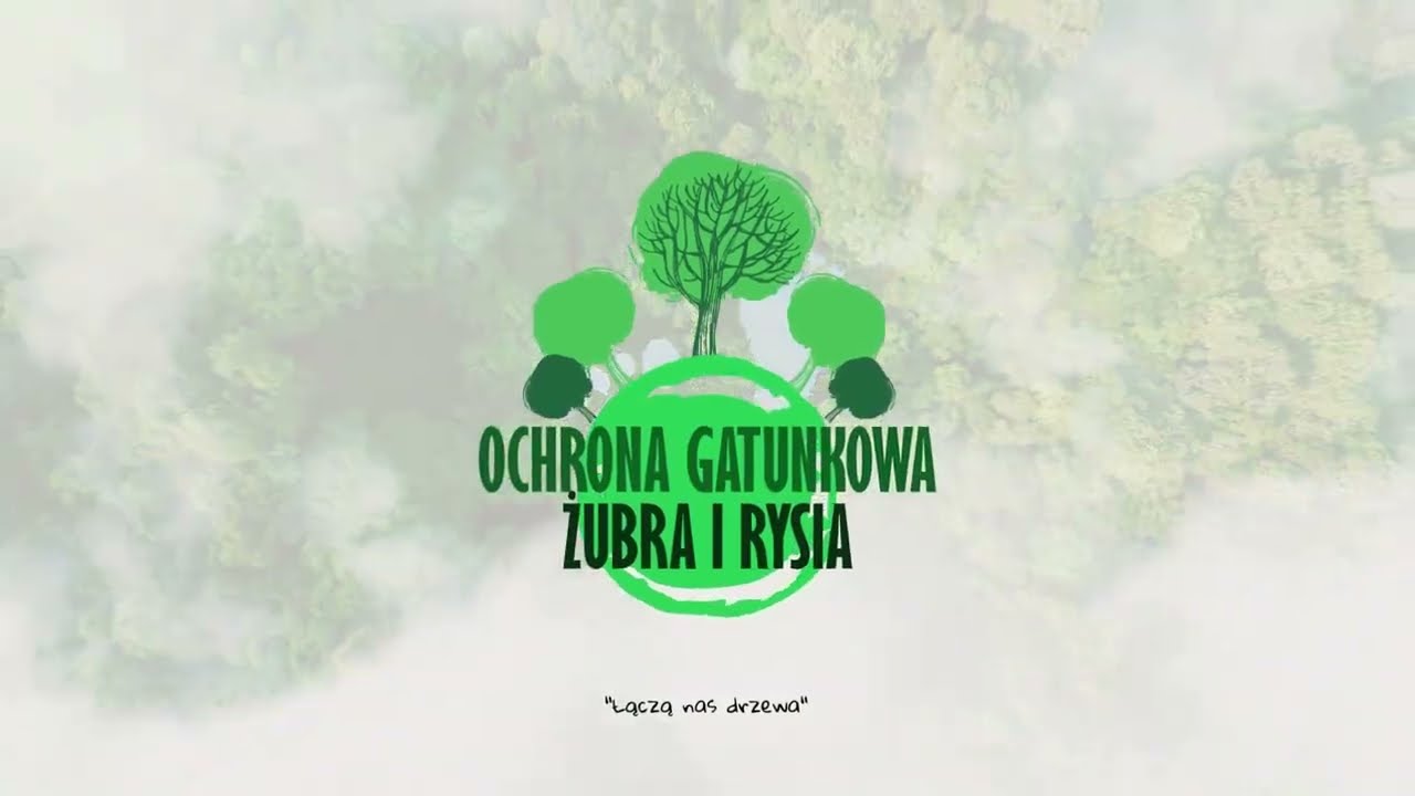 Ochrona gatunkowa żubra i rysia. Debata GK24 i Lasów Państwowych