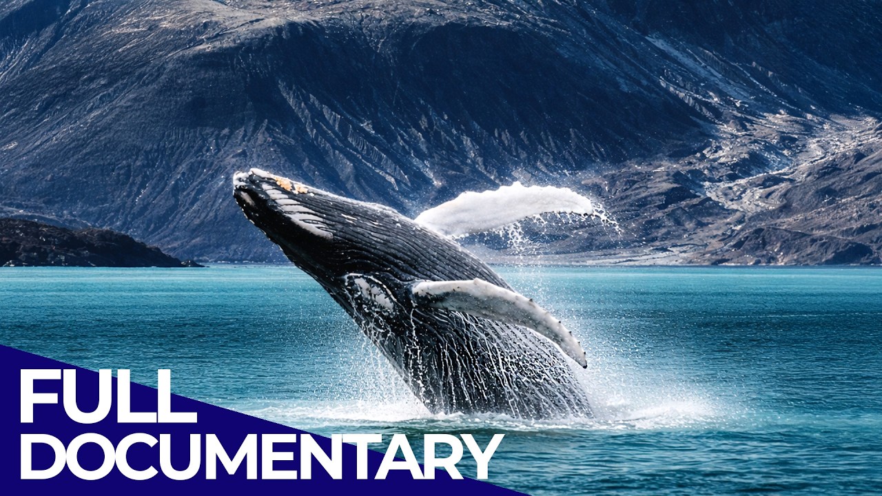 The fascinating World of the Humpback Whales | FD Ocean
