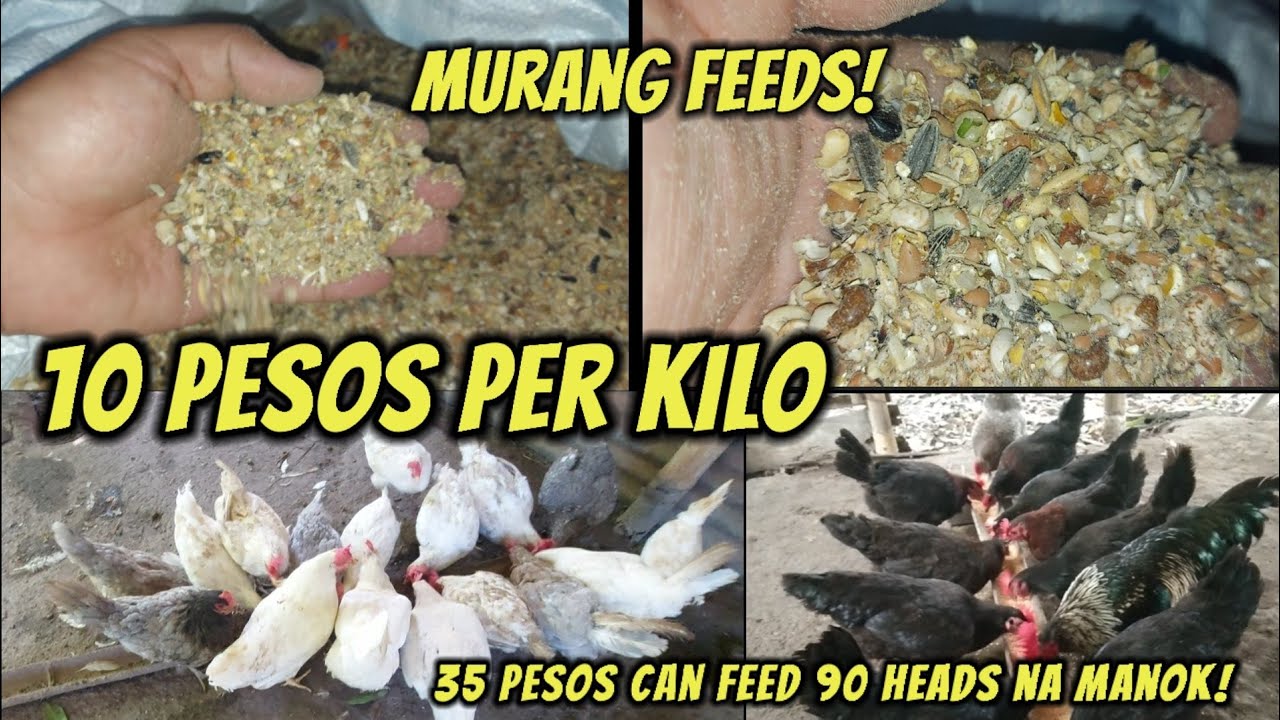 Pinakamurang feeds para sa manok (10 pesos per kilo)