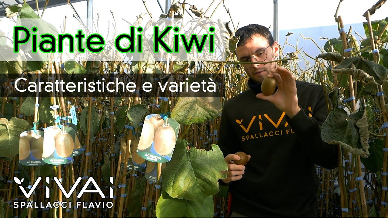 KIWI: caratteristiche varietà