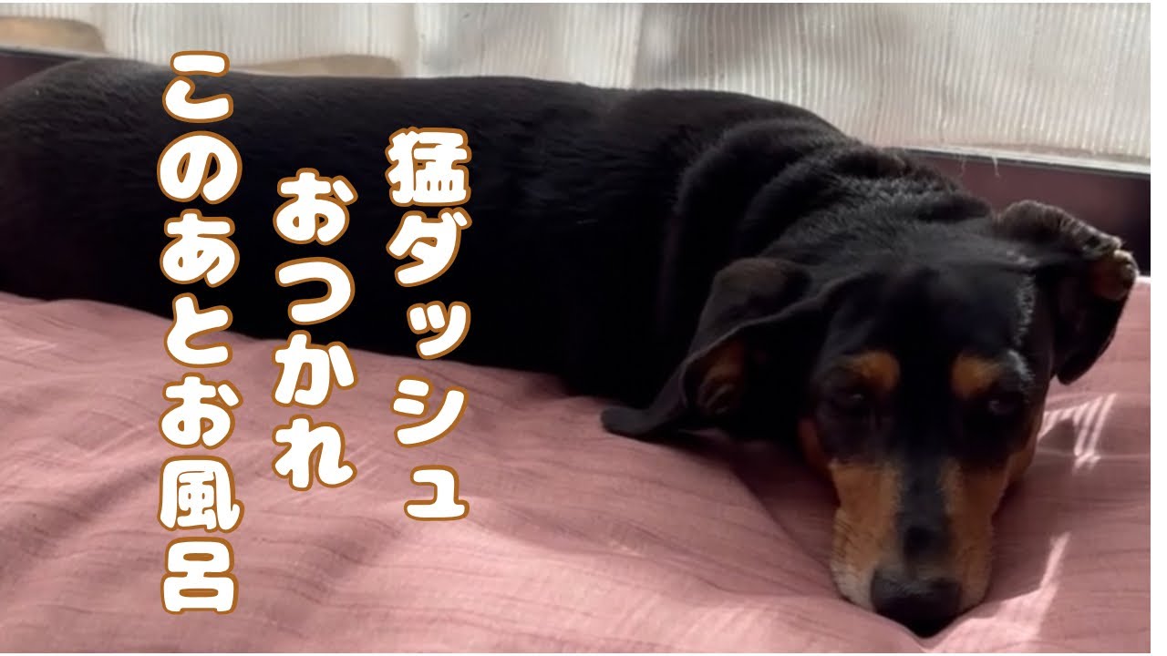【全力で遊んだ結果…】猛ダッシュ後に力尽きるミニチュアダックスがかわいい❤️｜お散歩→爆睡→お風呂