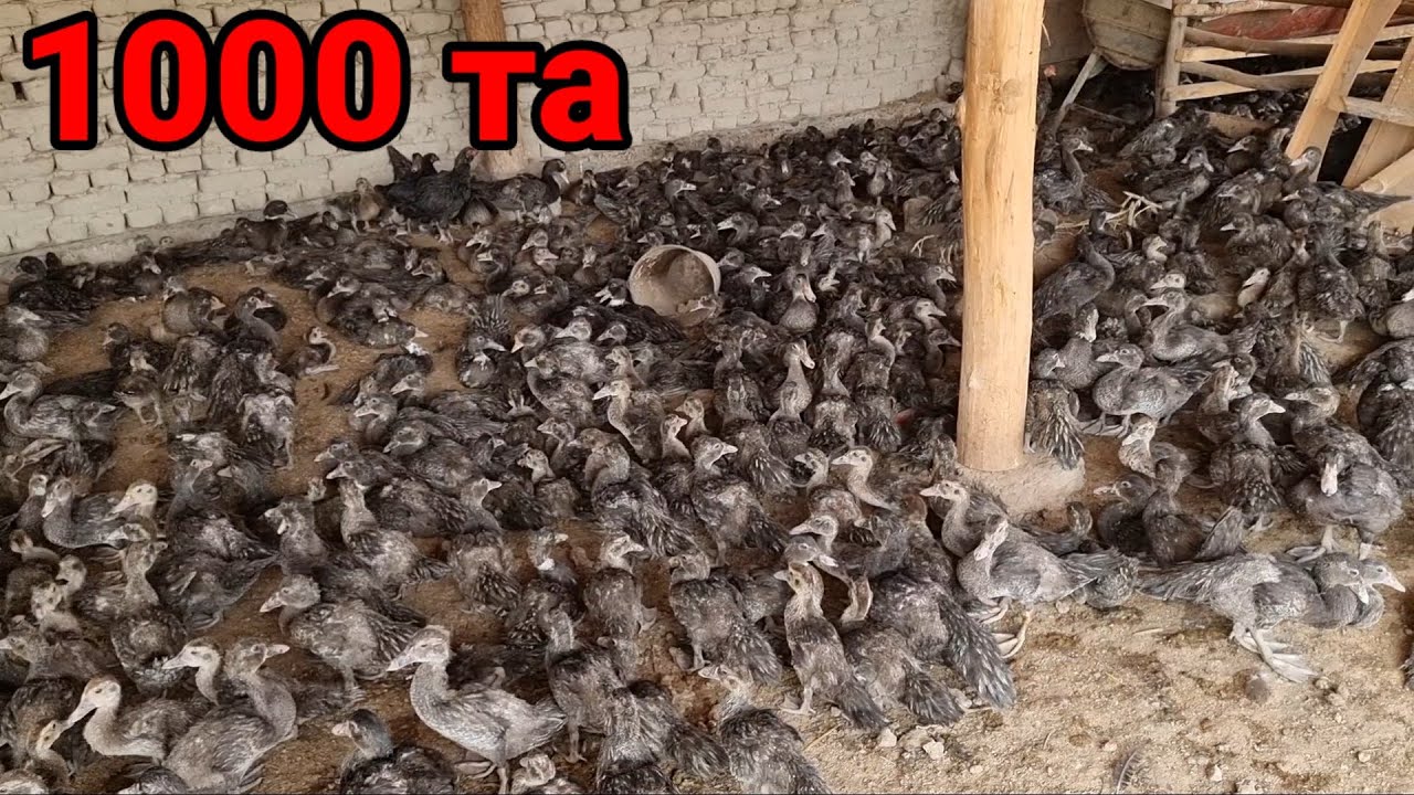 Янги 1000 урдак бизнеси 600$ бошласа булади