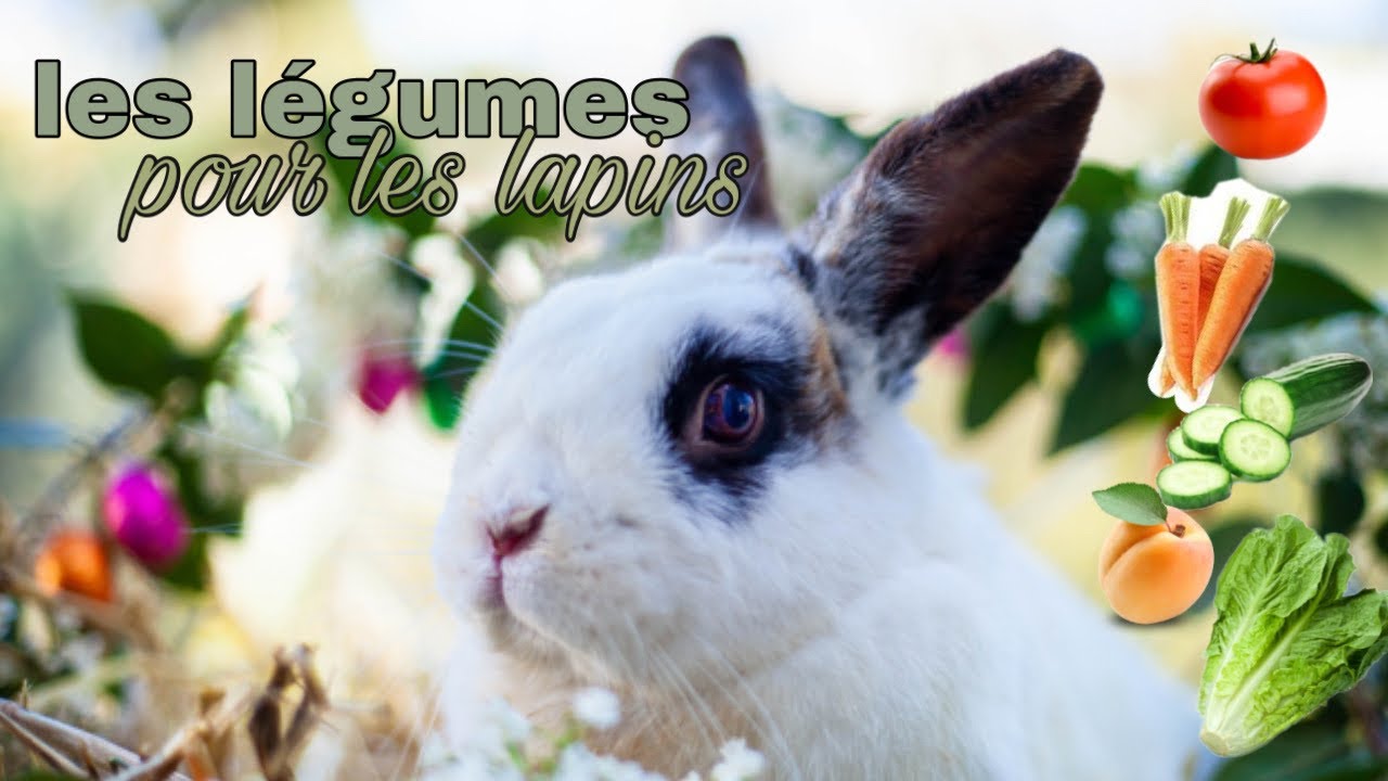 habituer son lapin aux légumes, les légumes bons et toxiques pour les lapins...