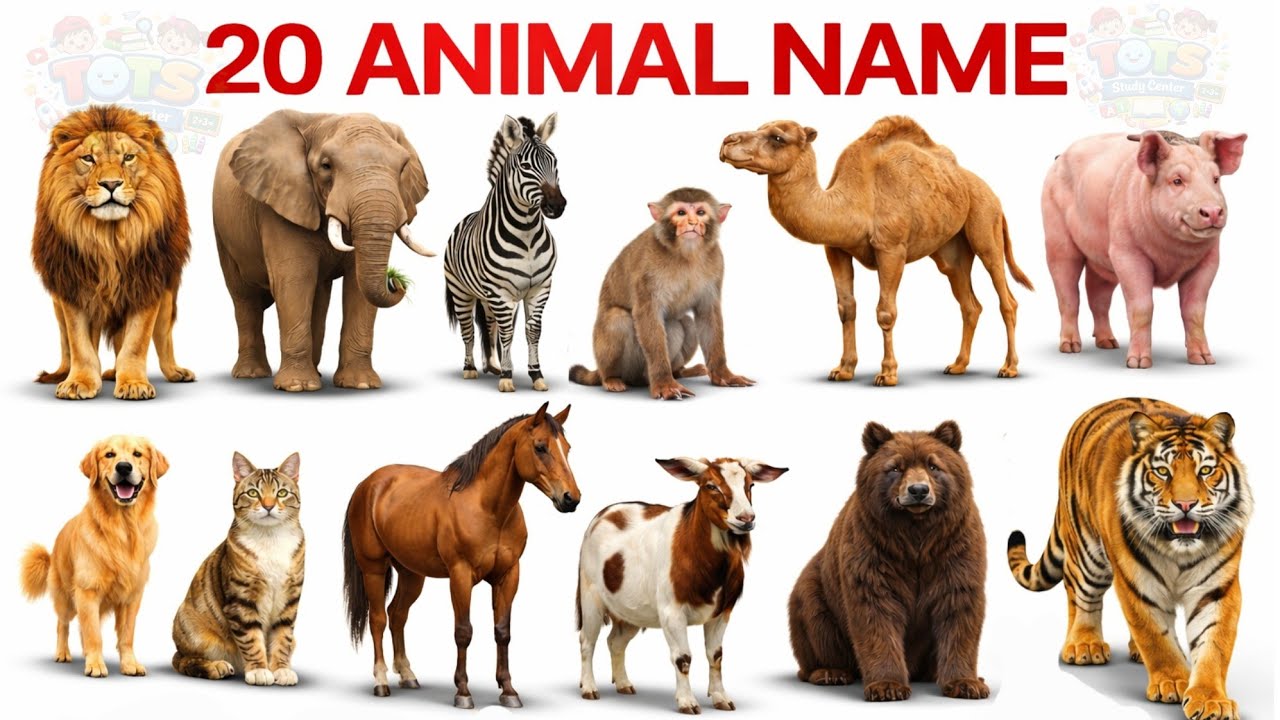 ANIMALS Name | Animals Names with Pictures and video in hindi and english |Preschool Learning Video 