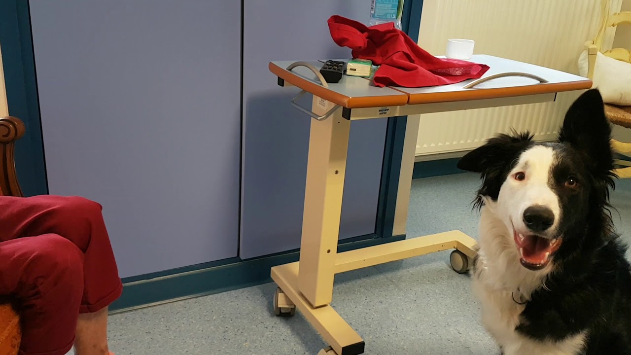 3 minutes de zootherapie