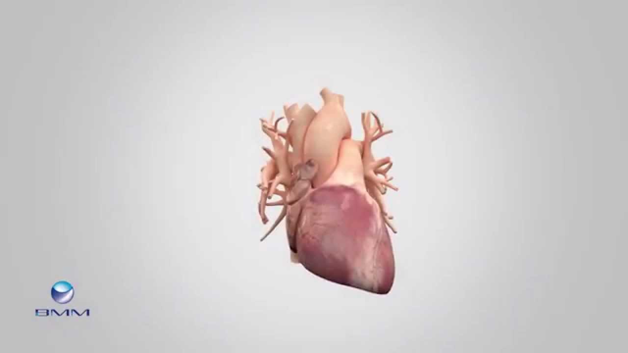 Behandeling Begrepen - medische animatie reel