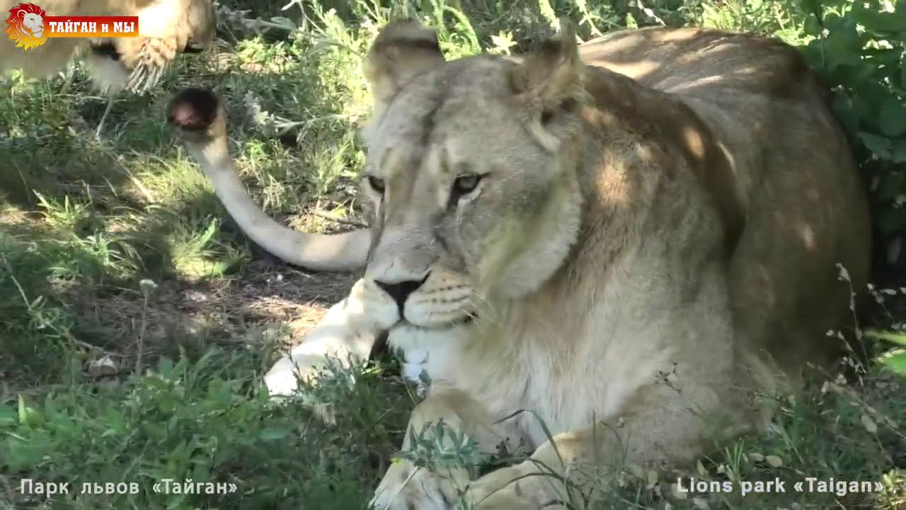 Ох уж эта Мама Чоли. Львы. Сезон 2020. Тайган. Oh, this Mama Choli. Lions. Taigan.