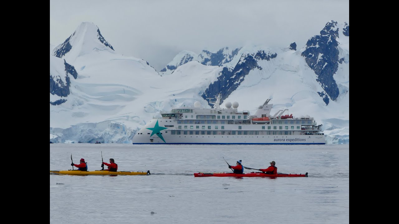 Antarctica - Whales in Recess Cove Jan 2026
