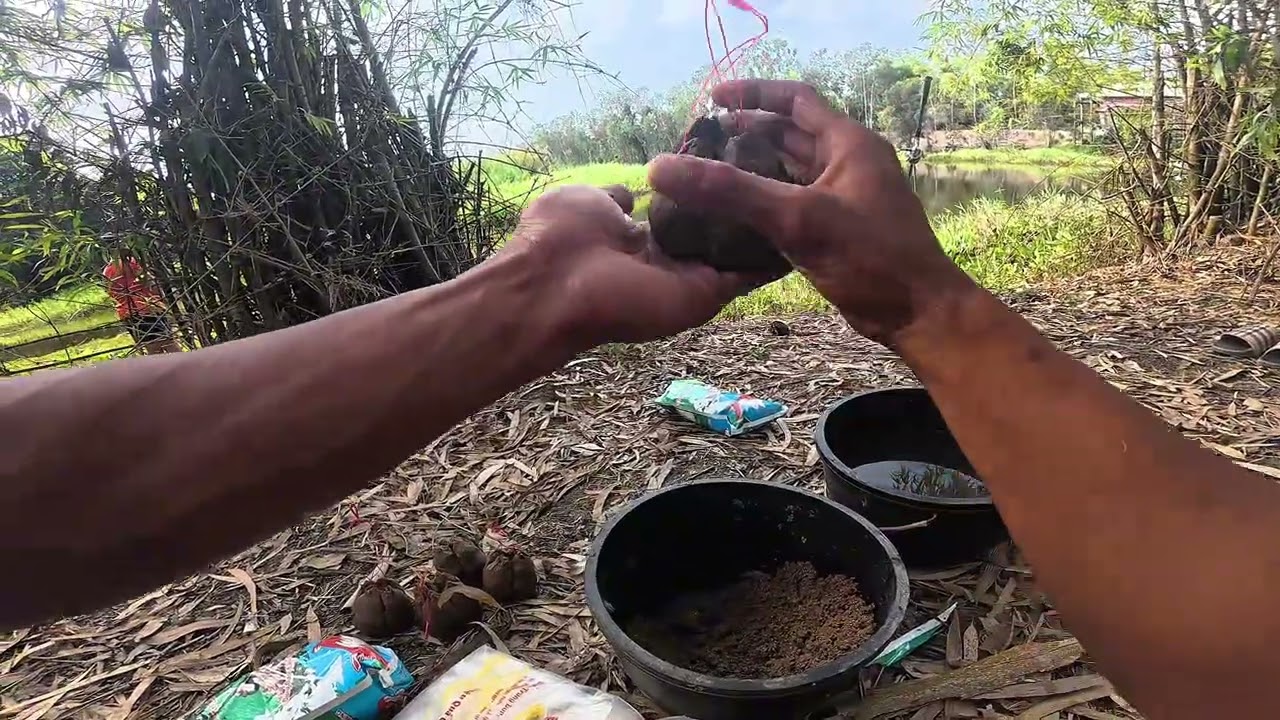 câu cá đầu năm vấn nạn rừng tràm và màn cảo cá bá đạo