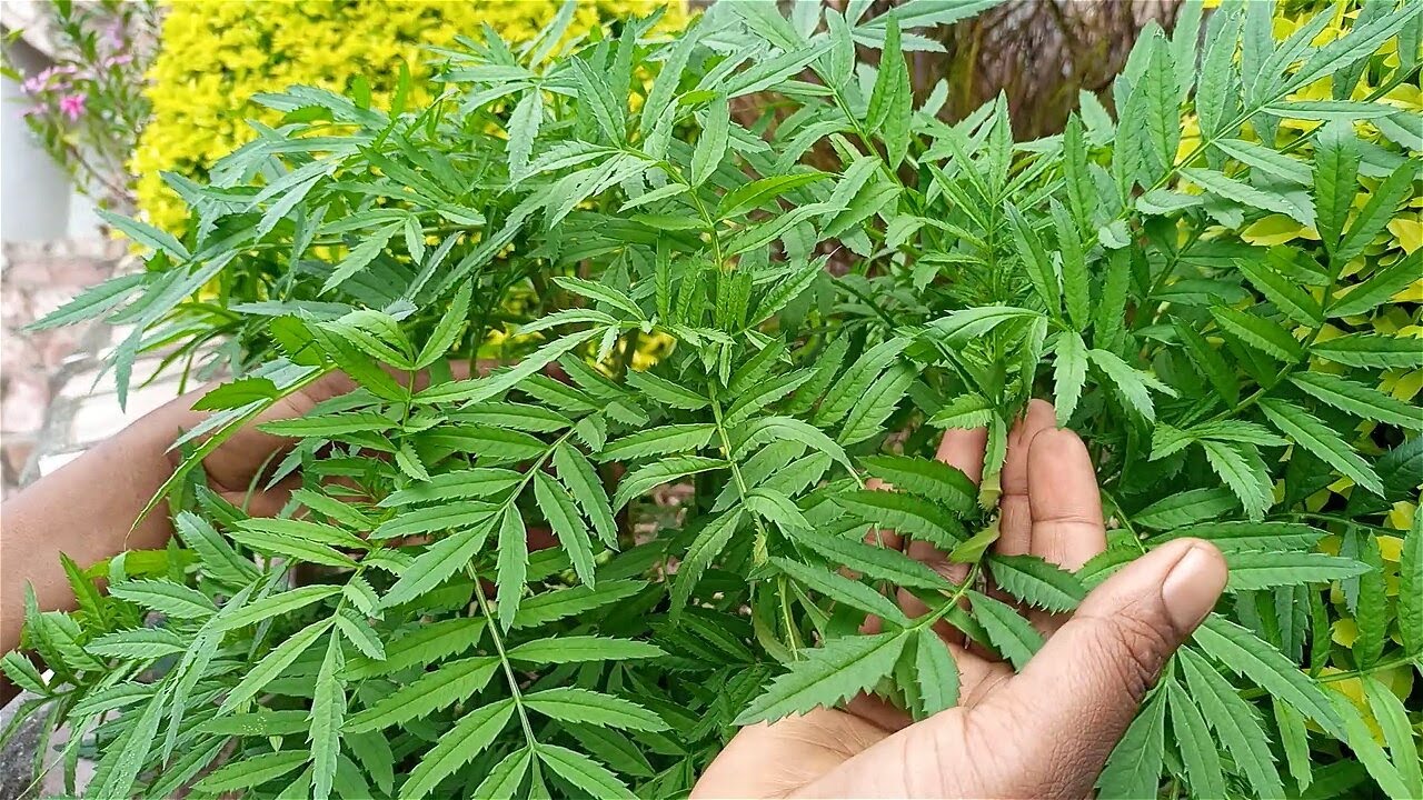 Edagala Lilino Baliyita KAWUNYIRA Obadde Okimanyi Nti kawunyira Bwati Bwafanana