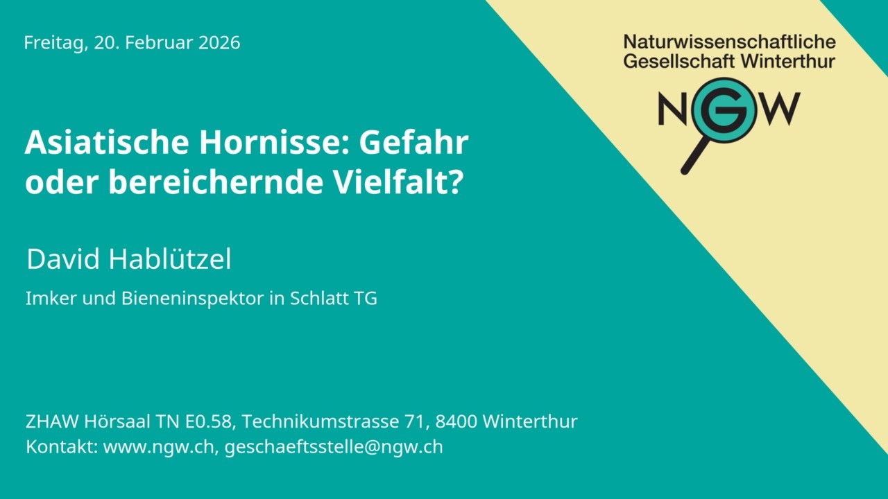 Asiatische Hornisse: Gefahr oder bereichernde Vielfalt?