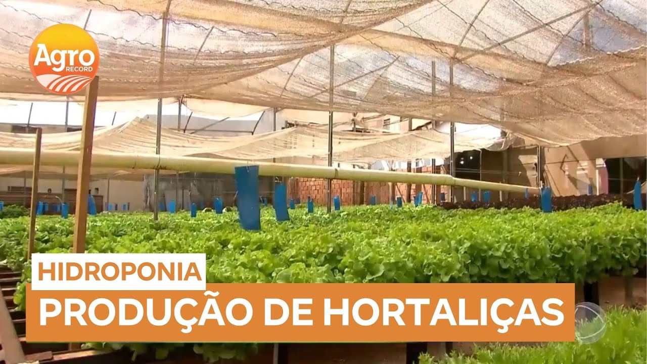 Produção de alface em São Paulo adota hidroponia