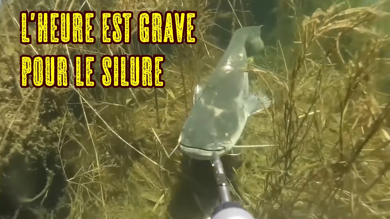 Silure en danger : Le coupable idéal. Prise de conscience.
