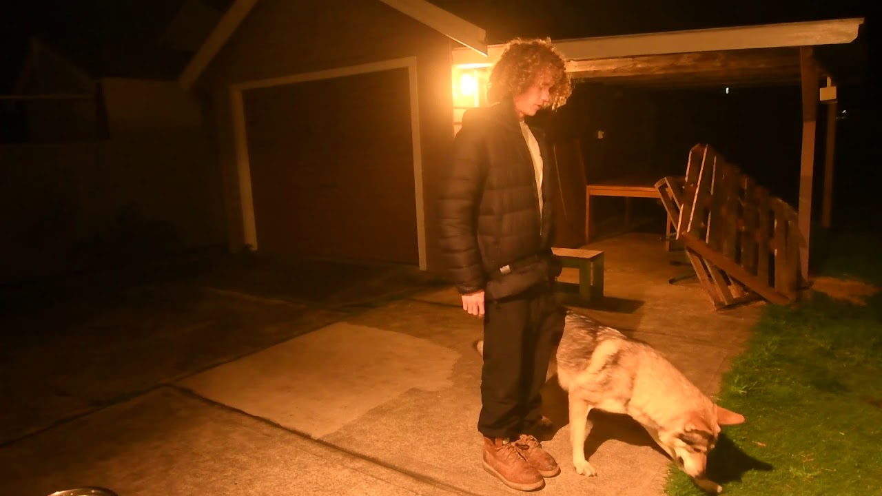 Czechoslovakian Wolfdog Bear training at dinner time